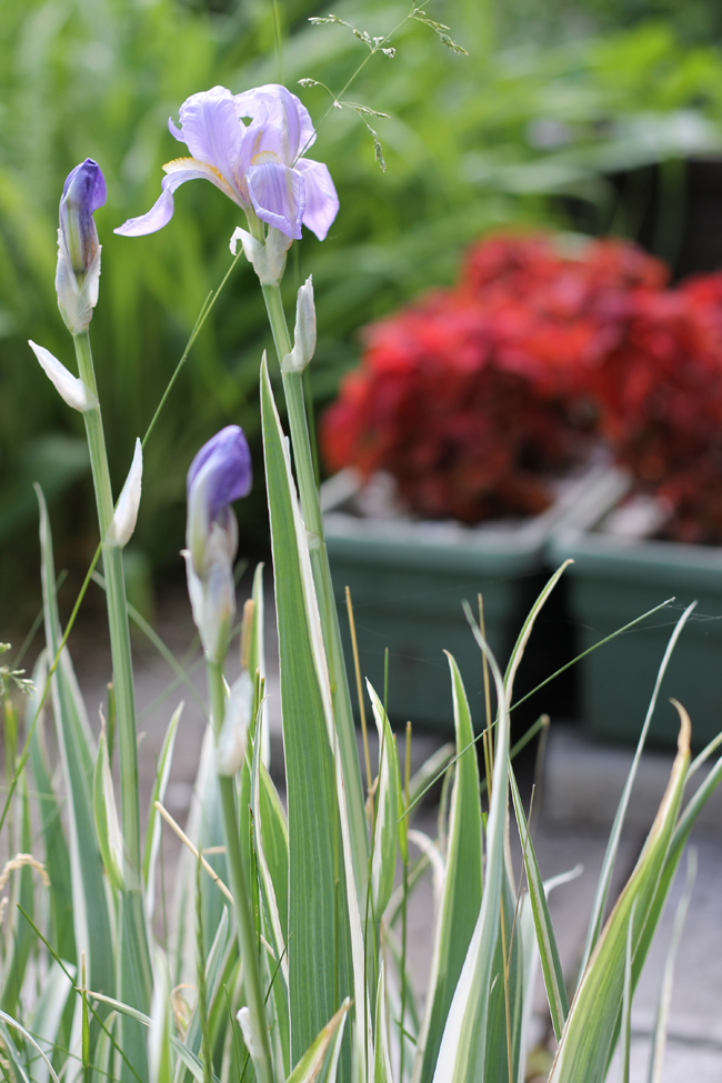 Purple Iris and Red Coleus